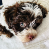 Cute Poochon Pup Cute Poochon Pup