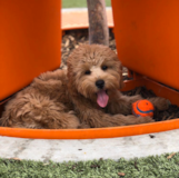 Cavapoo Being Cute Cavapoo Being Cute