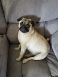Cute Pug Purebred Pup Cute Pug Purebred Pup