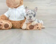 8 week old French Bulldog Puppy For Sale - Simply Southern Pups