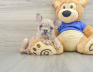 7 week old French Bulldog Puppy For Sale - Simply Southern Pups