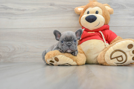 French Bulldog Puppy for Adoption