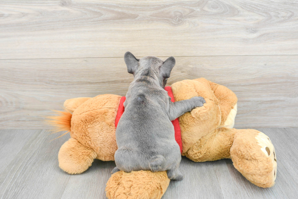 Best French Bulldog Baby