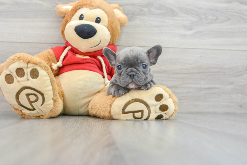 Cute Frenchie Purebred Puppy