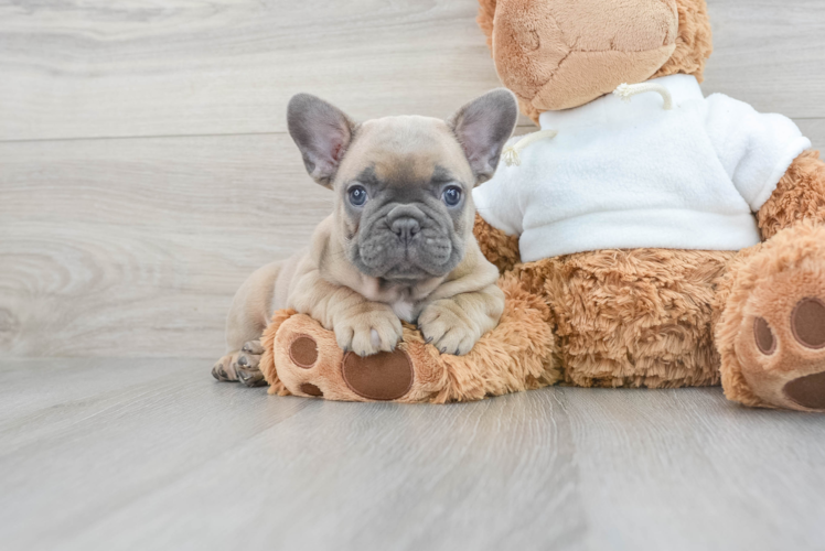 French Bulldog Pup Being Cute
