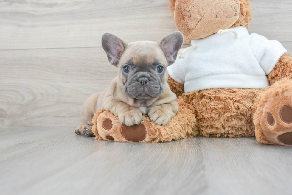 French Bulldog Pup Being Cute