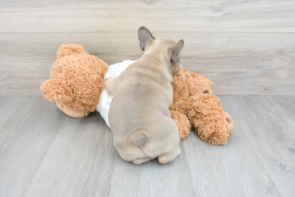 Popular French Bulldog Baby