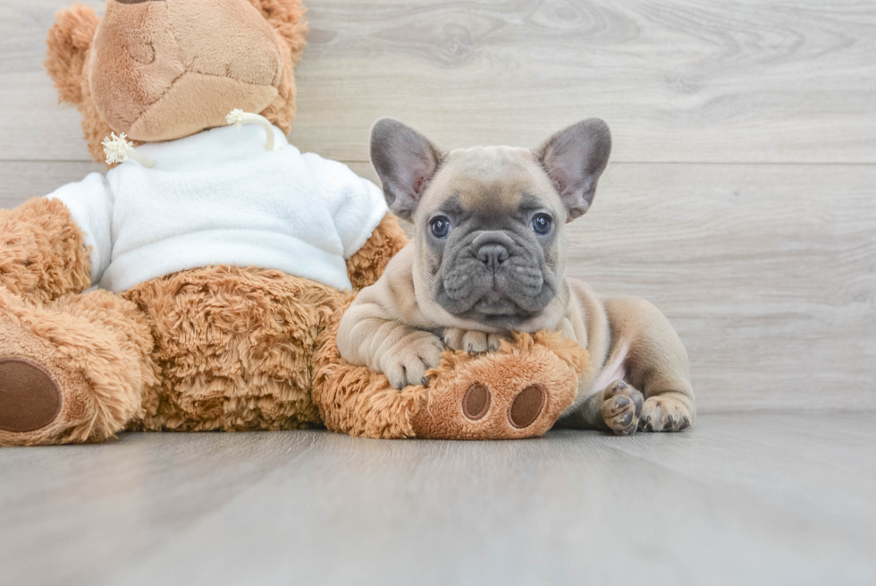 French Bulldog Puppy for Adoption