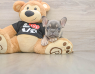 7 week old French Bulldog Puppy For Sale - Simply Southern Pups
