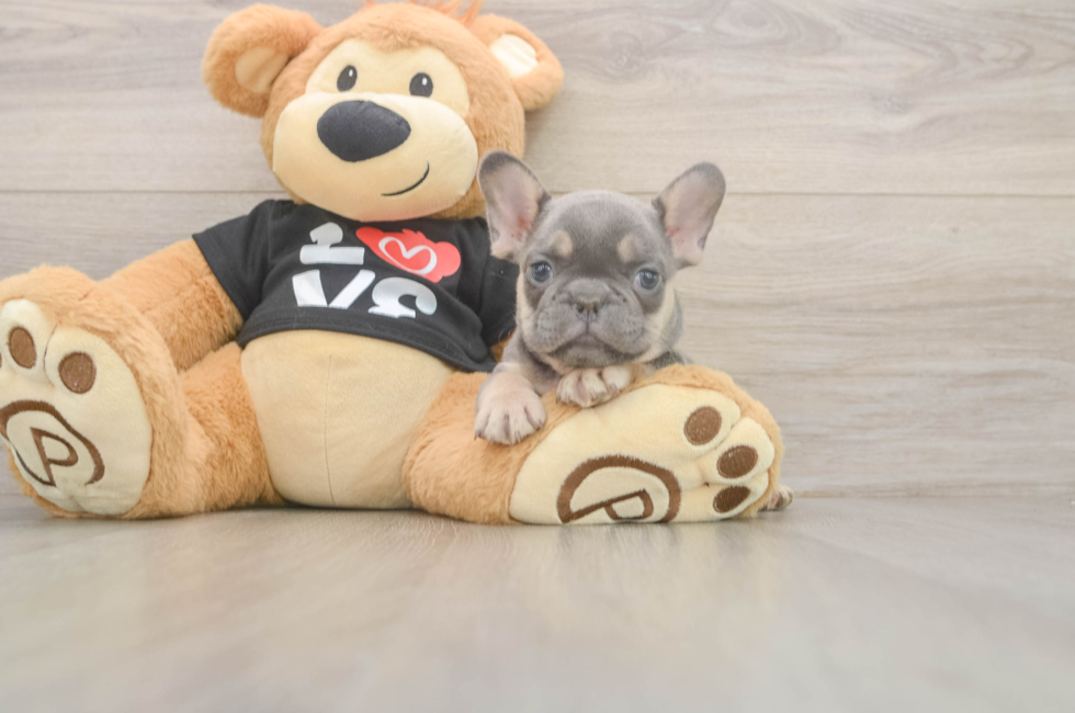 7 week old French Bulldog Puppy For Sale - Simply Southern Pups