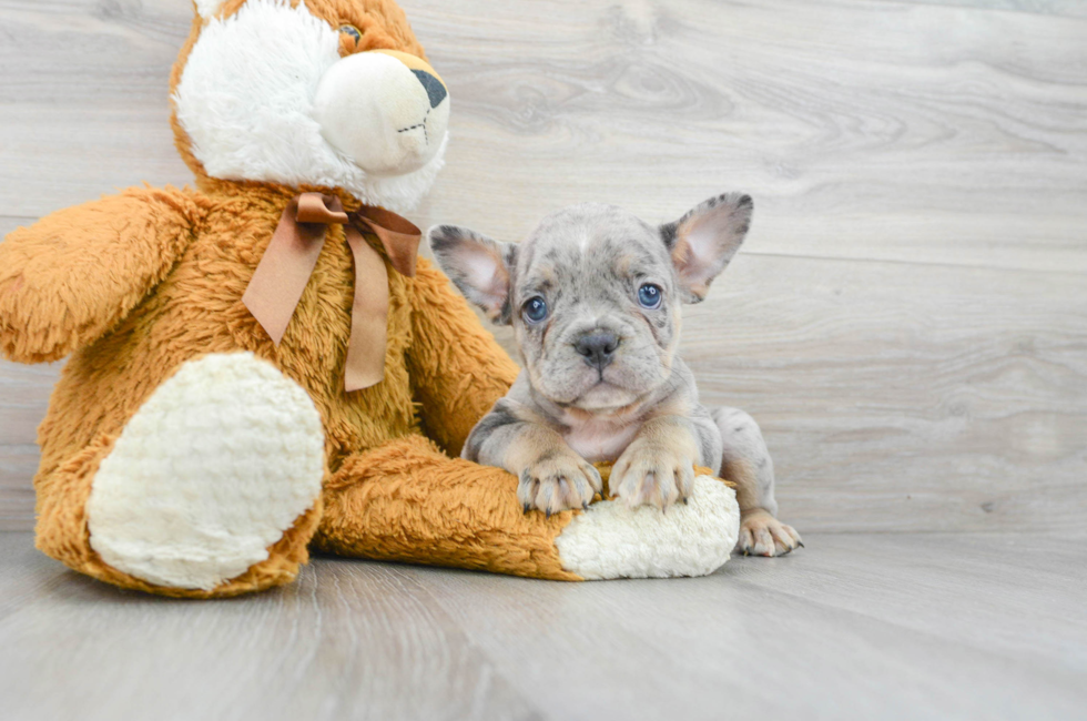 6 week old French Bulldog Puppy For Sale - Simply Southern Pups