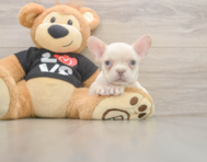 8 week old French Bulldog Puppy For Sale - Simply Southern Pups