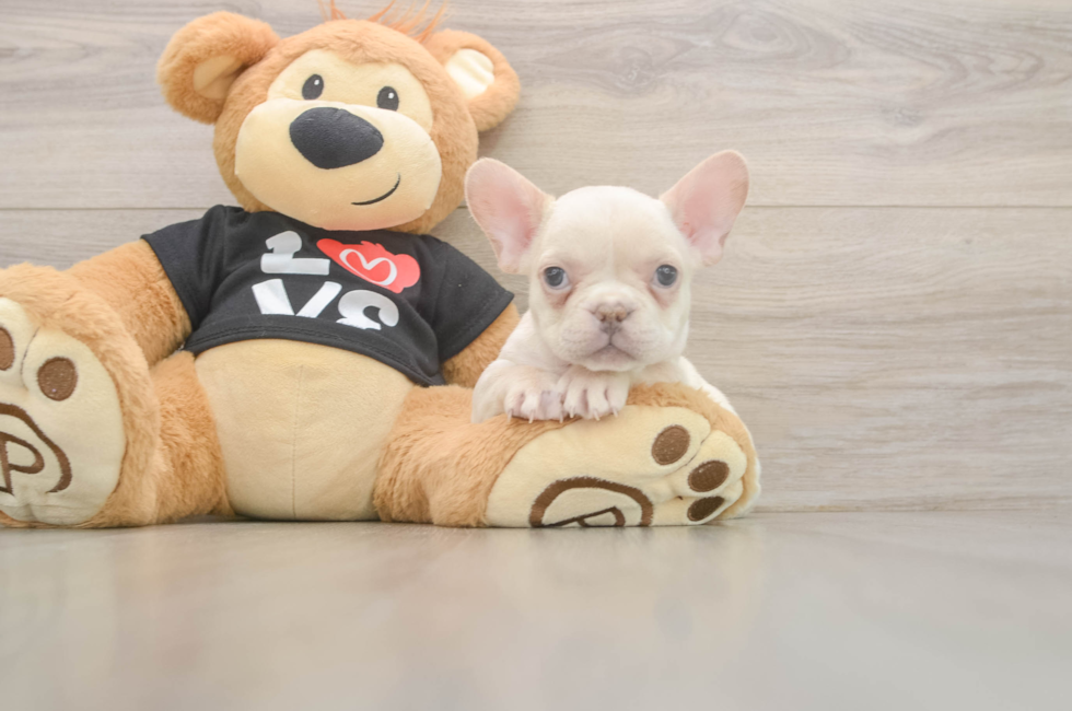7 week old French Bulldog Puppy For Sale - Simply Southern Pups