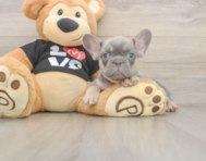 7 week old French Bulldog Puppy For Sale - Simply Southern Pups