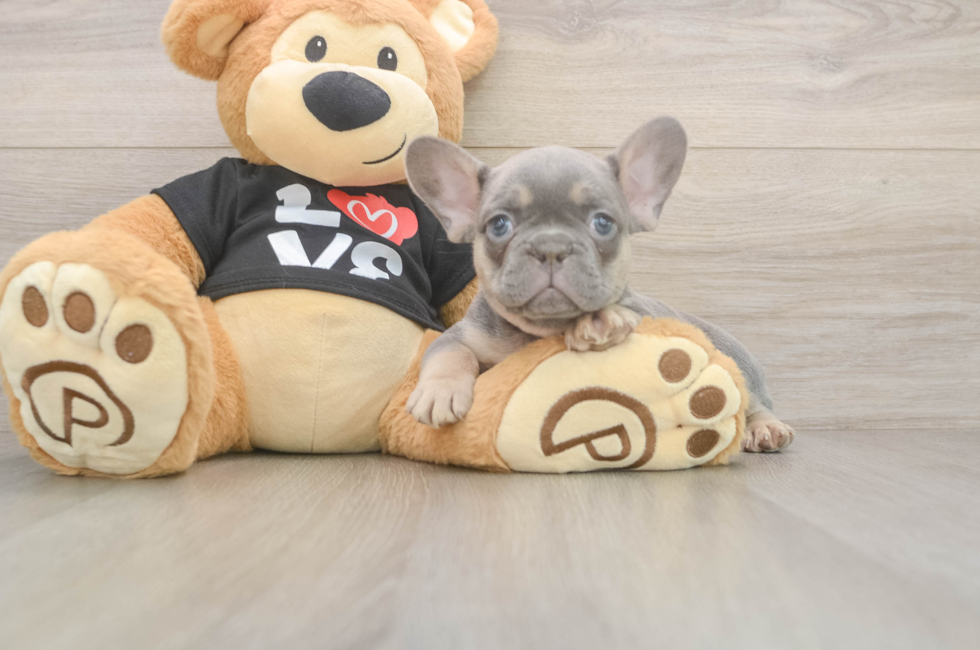 7 week old French Bulldog Puppy For Sale - Simply Southern Pups