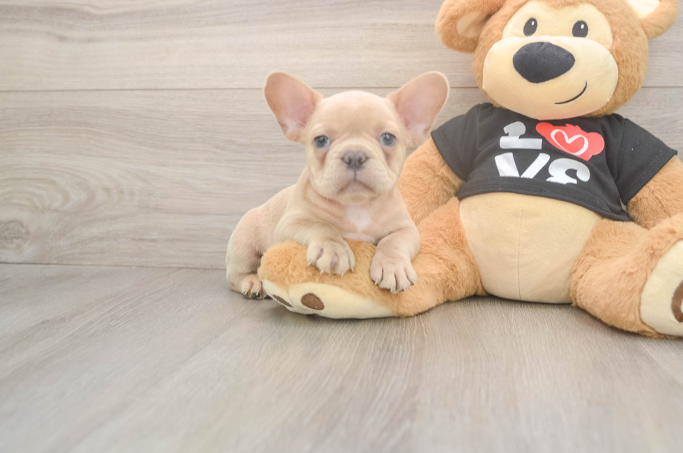 7 week old French Bulldog Puppy For Sale - Simply Southern Pups