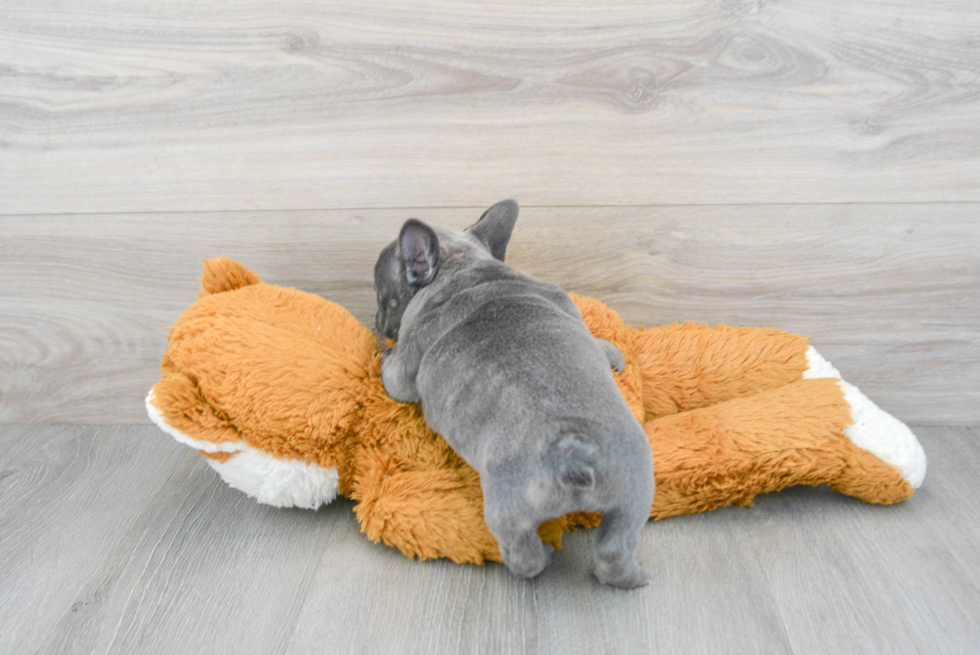 Happy Frenchie Purebred Puppy