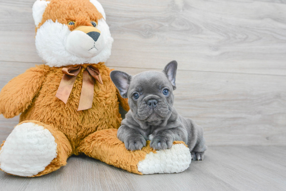 Best French Bulldog Baby