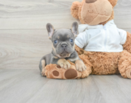 8 week old French Bulldog Puppy For Sale - Simply Southern Pups