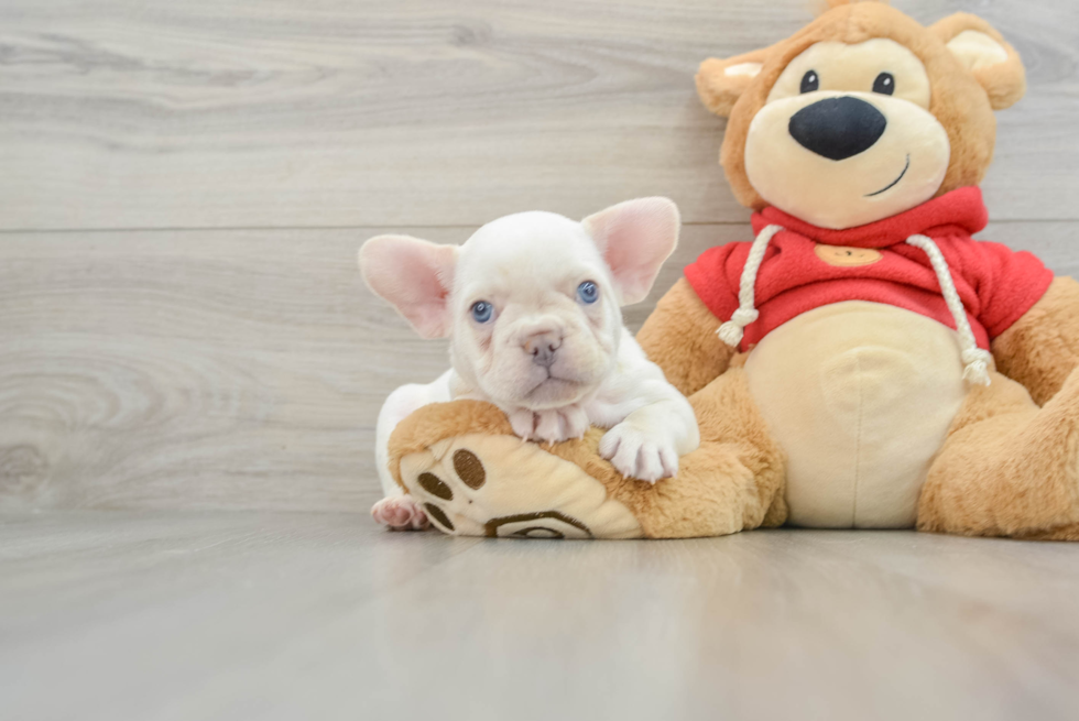 French Bulldog Puppy for Adoption