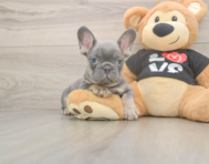7 week old French Bulldog Puppy For Sale - Simply Southern Pups