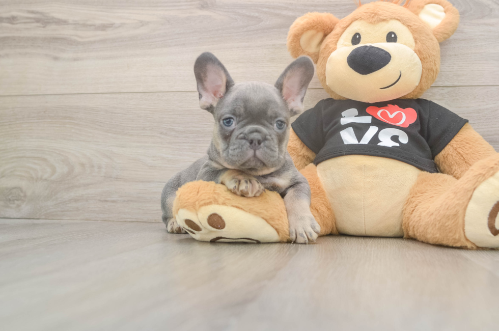 7 week old French Bulldog Puppy For Sale - Simply Southern Pups