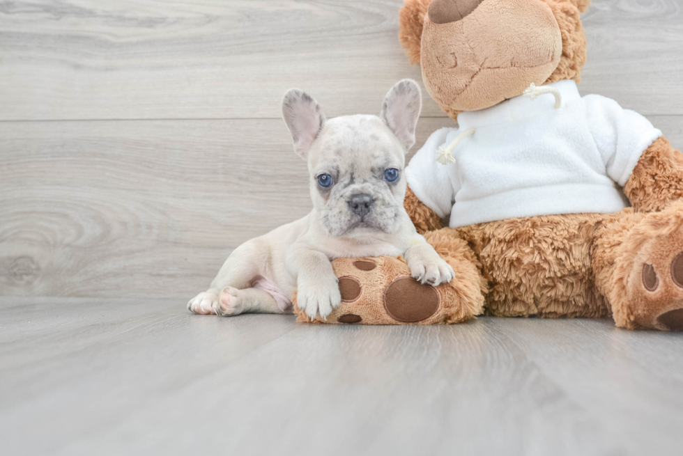 French Bulldog Puppy for Adoption