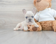 10 week old French Bulldog Puppy For Sale - Simply Southern Pups