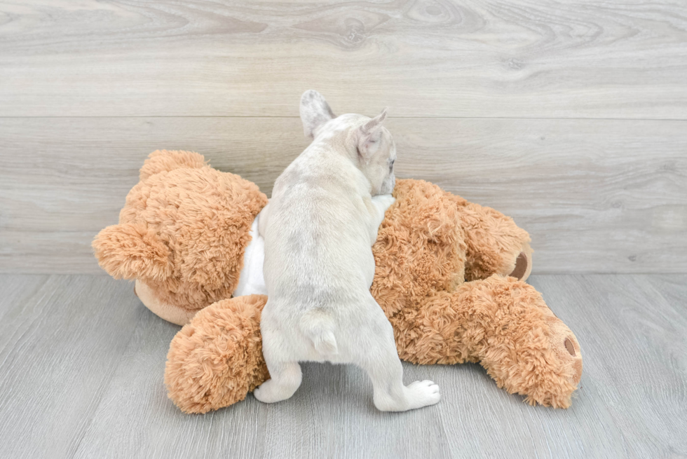 Happy Frenchie Purebred Puppy