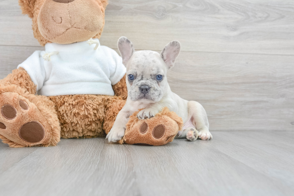 Smart Frenchie Purebred Puppy