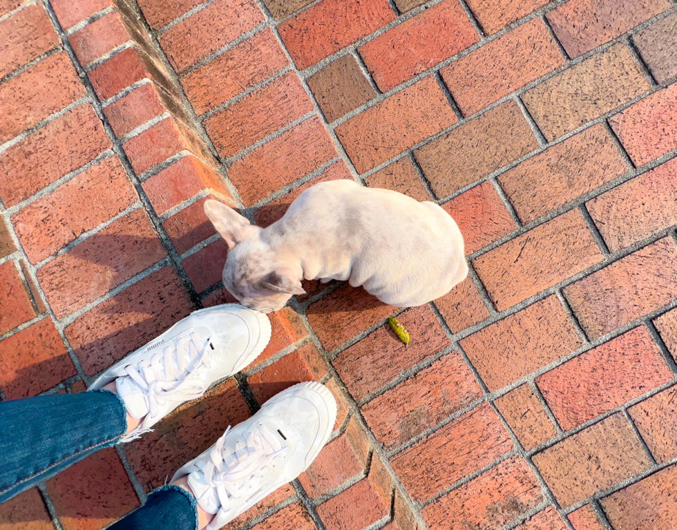 Cute French Bulldog Purebred Pup