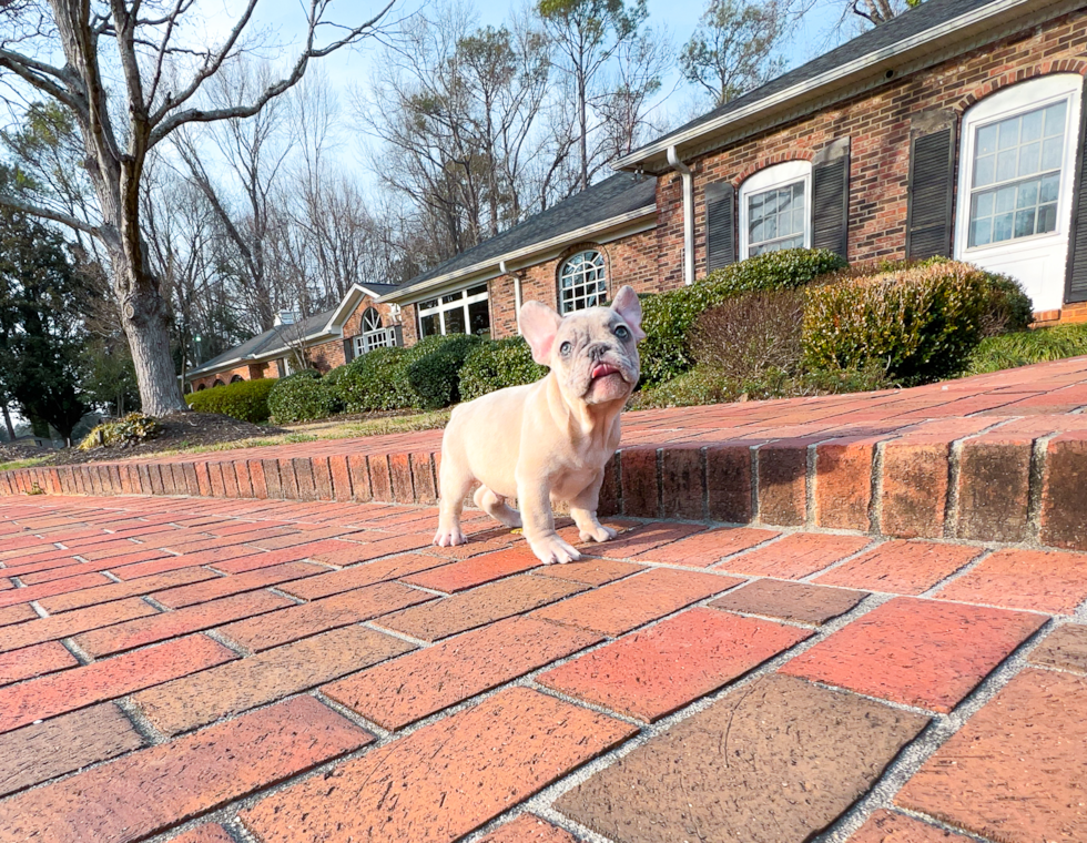 Cute French Bulldog Purebred Pup