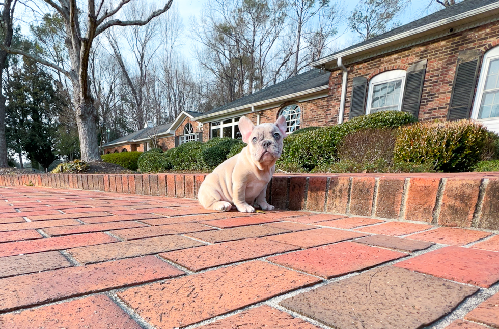 Best French Bulldog Baby