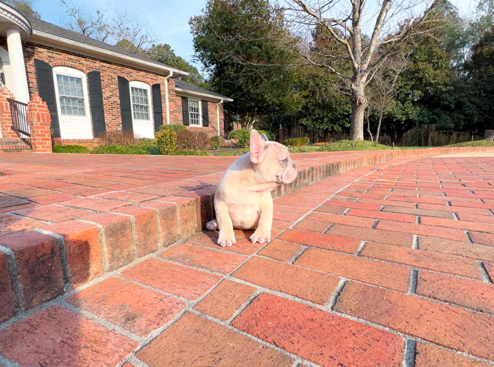 Best French Bulldog Baby