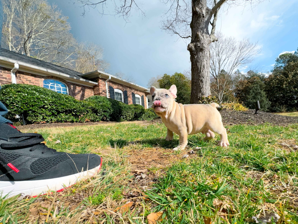 Cute French Bulldog Purebred Pup