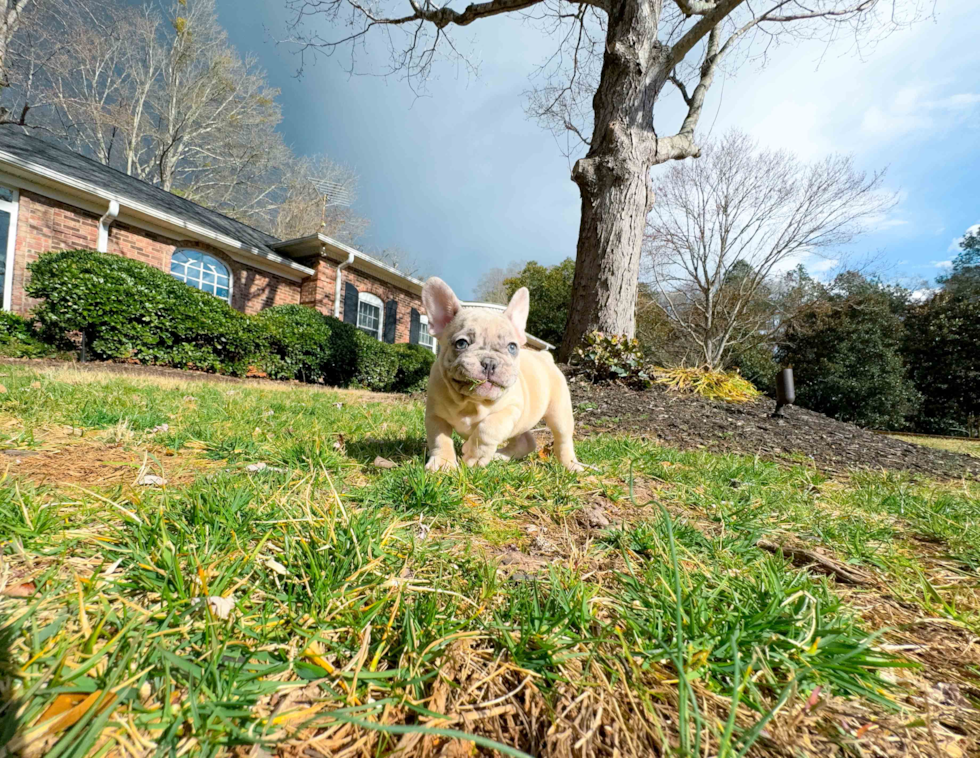 Cute French Bulldog Baby