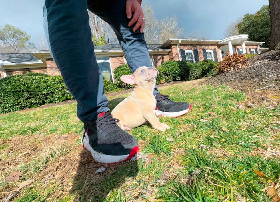 Cute Frenchie Purebred Puppy