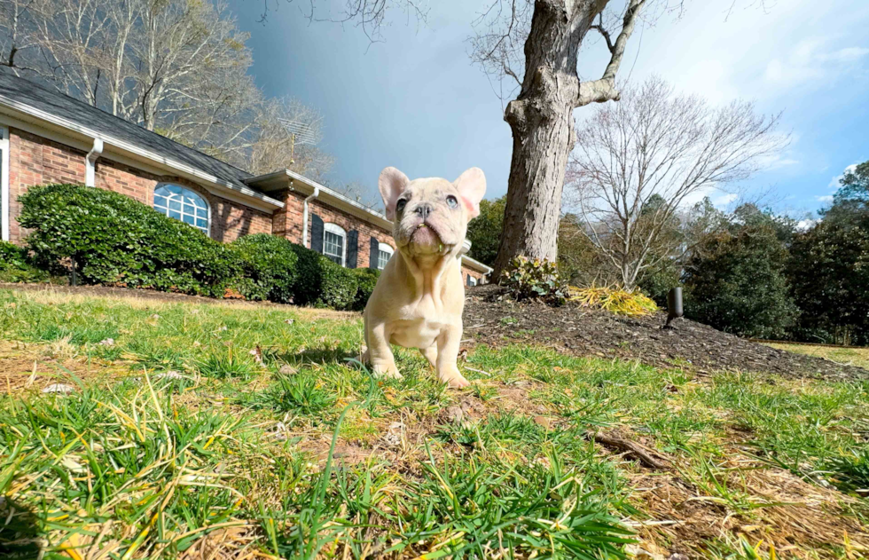 Cute French Bulldog Purebred Pup