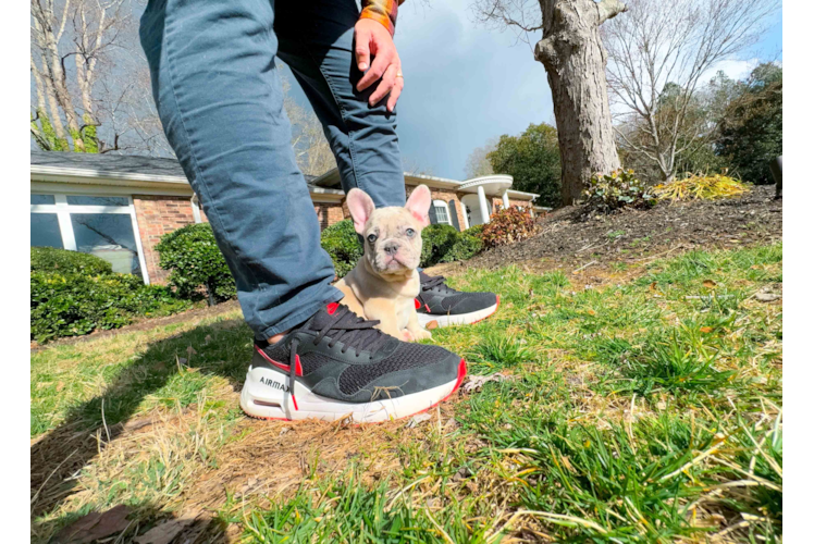 Best French Bulldog Baby