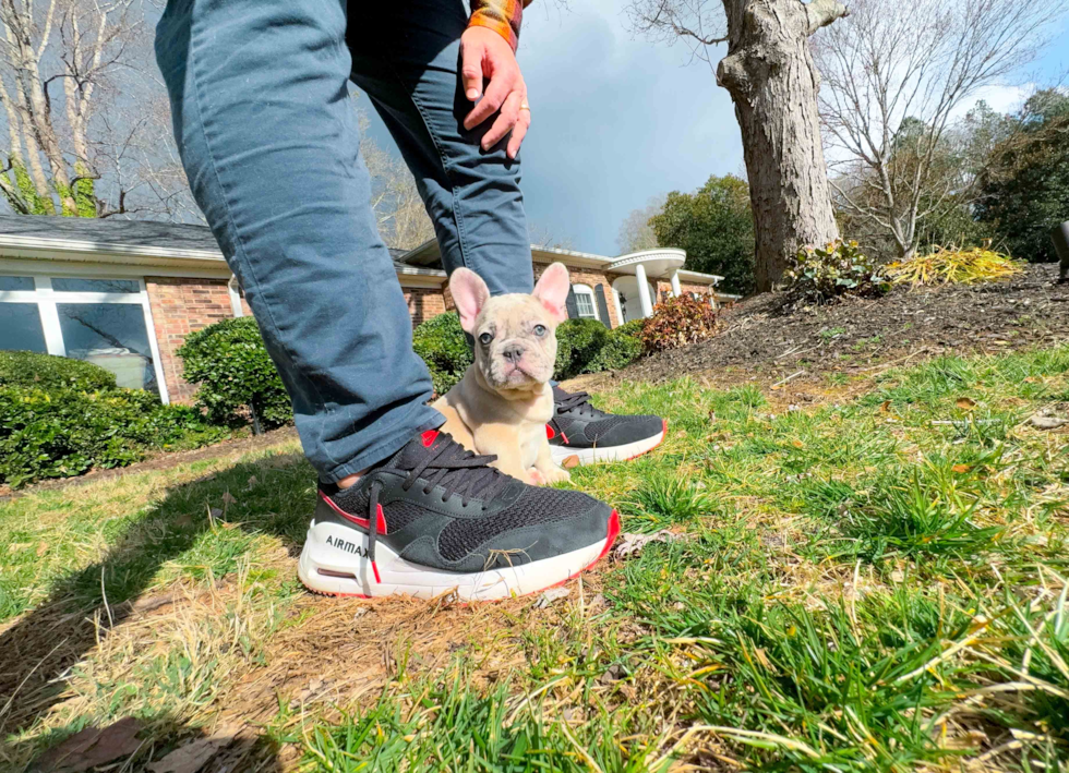 Best French Bulldog Baby
