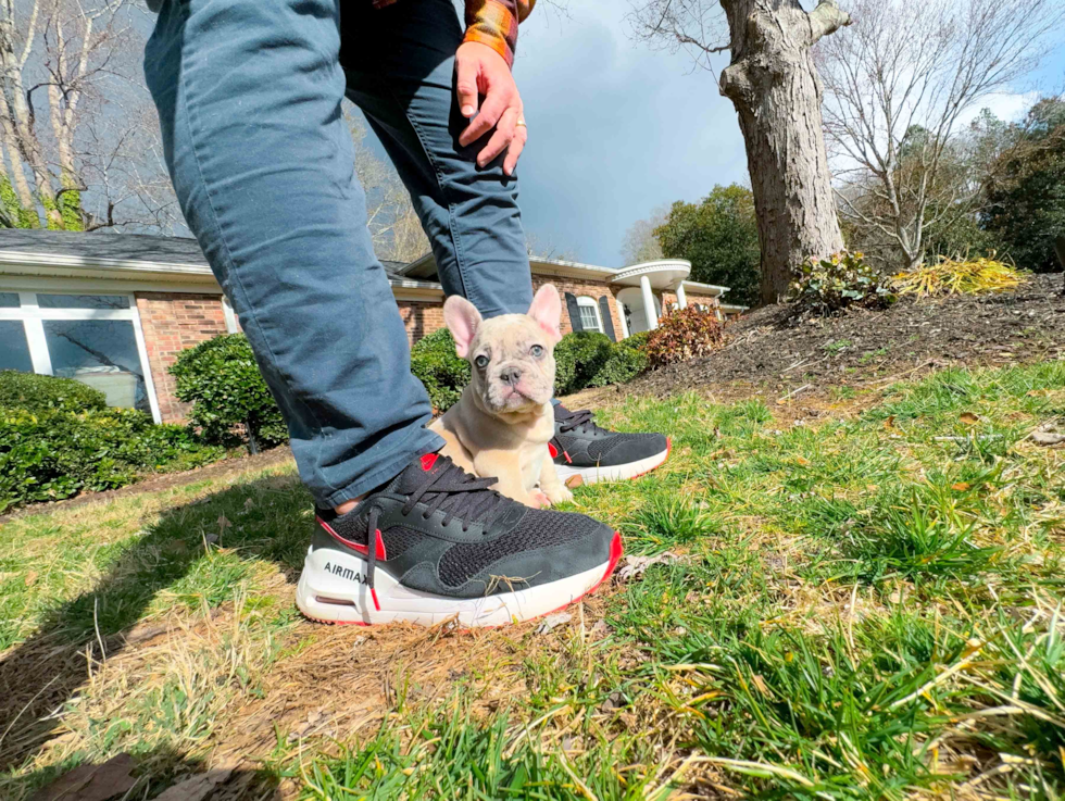 French Bulldog Puppy for Adoption