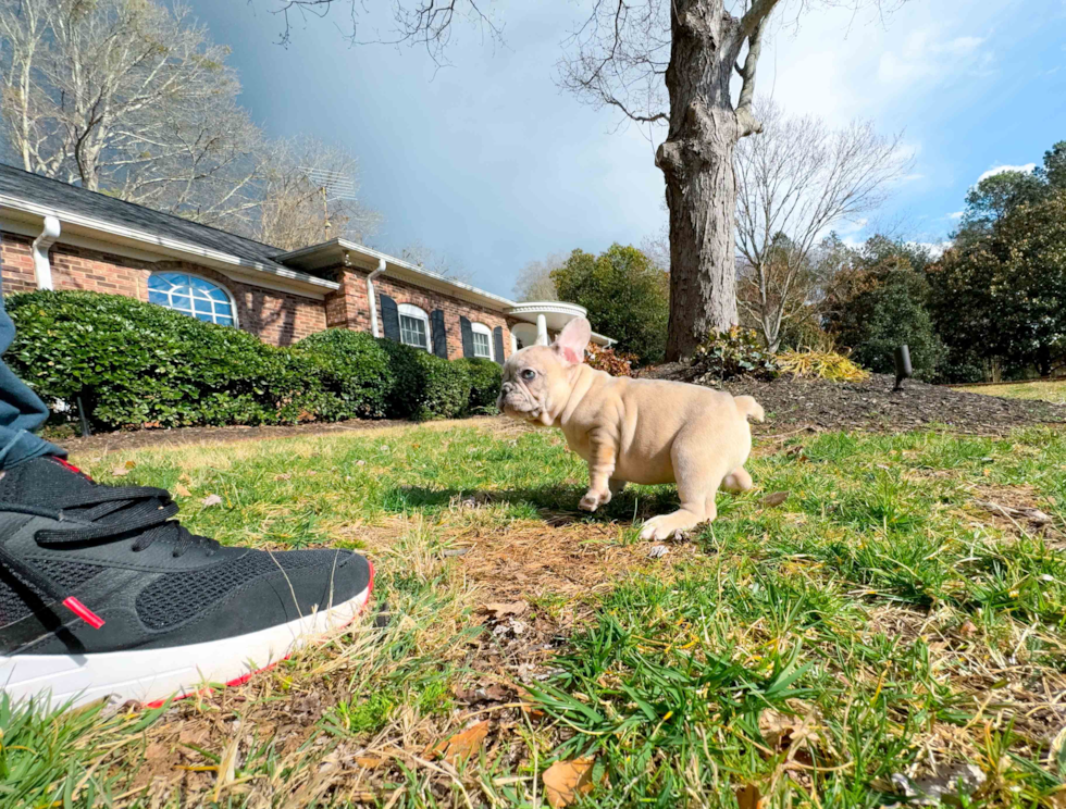 Cute French Bulldog Purebred Pup