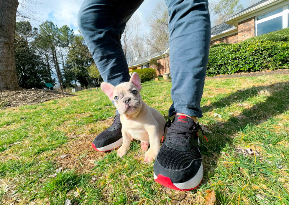 Cute Frenchie Purebred Puppy