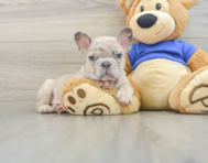 7 week old French Bulldog Puppy For Sale - Simply Southern Pups