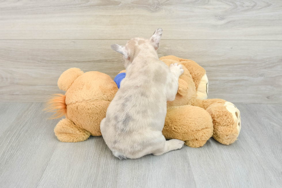 French Bulldog Pup Being Cute