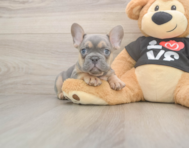 7 week old French Bulldog Puppy For Sale - Simply Southern Pups