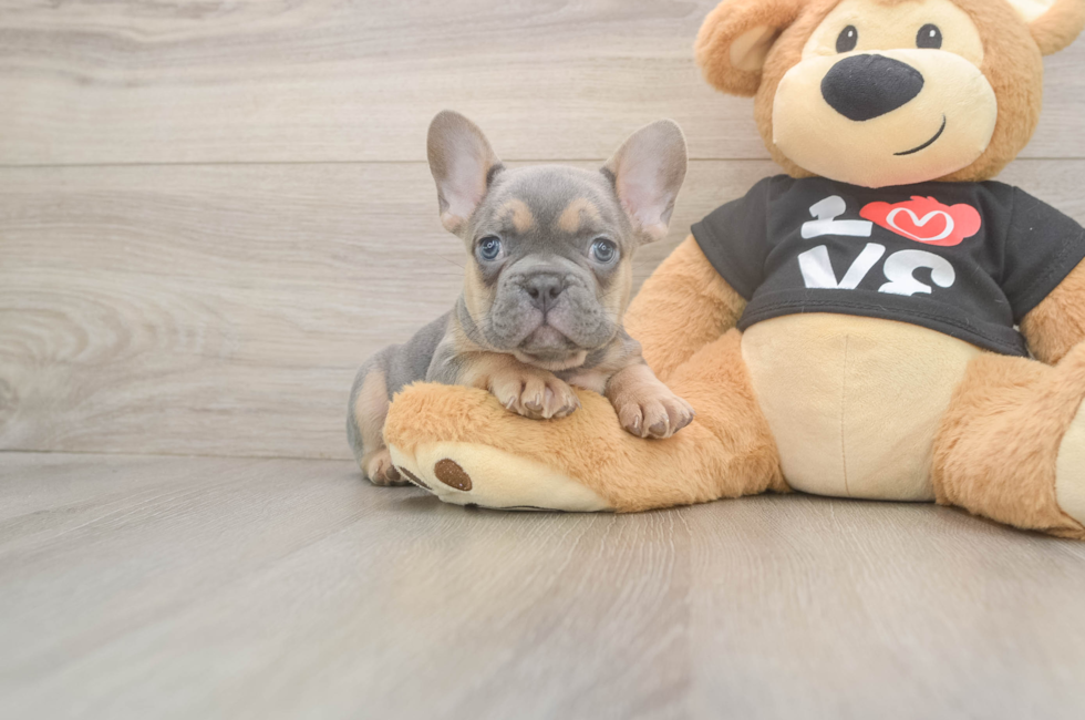 7 week old French Bulldog Puppy For Sale - Simply Southern Pups