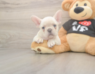 7 week old French Bulldog Puppy For Sale - Simply Southern Pups