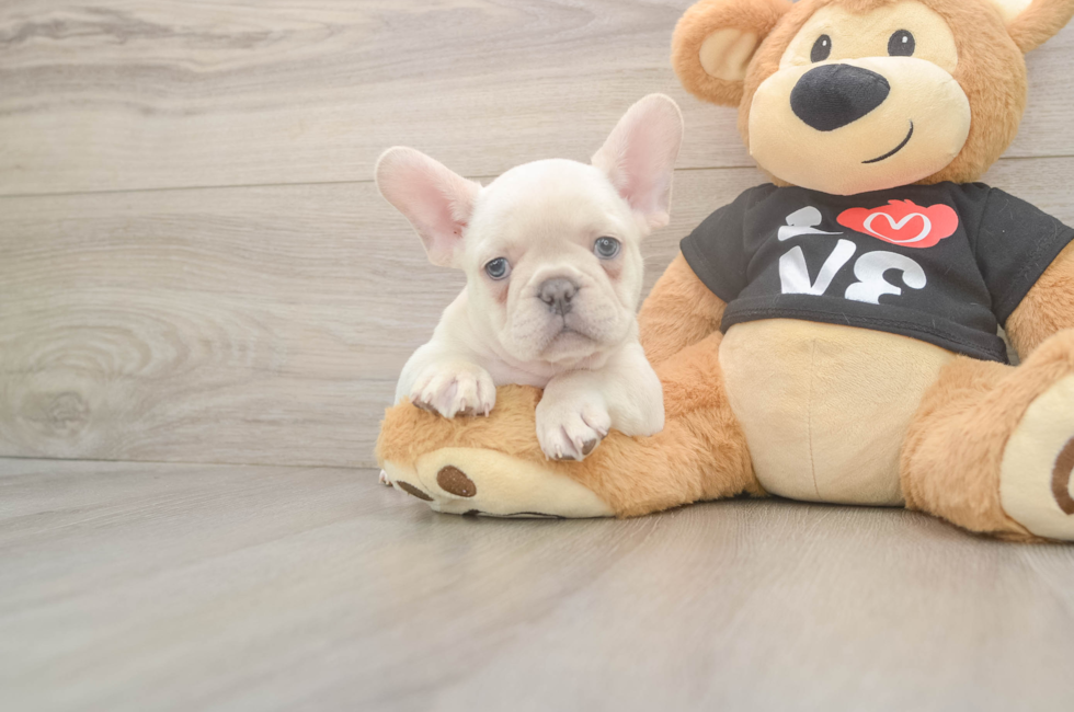 7 week old French Bulldog Puppy For Sale - Simply Southern Pups