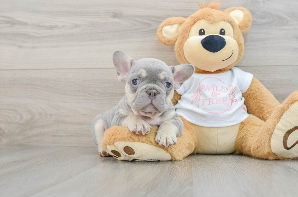 7 week old French Bulldog Puppy For Sale - Simply Southern Pups